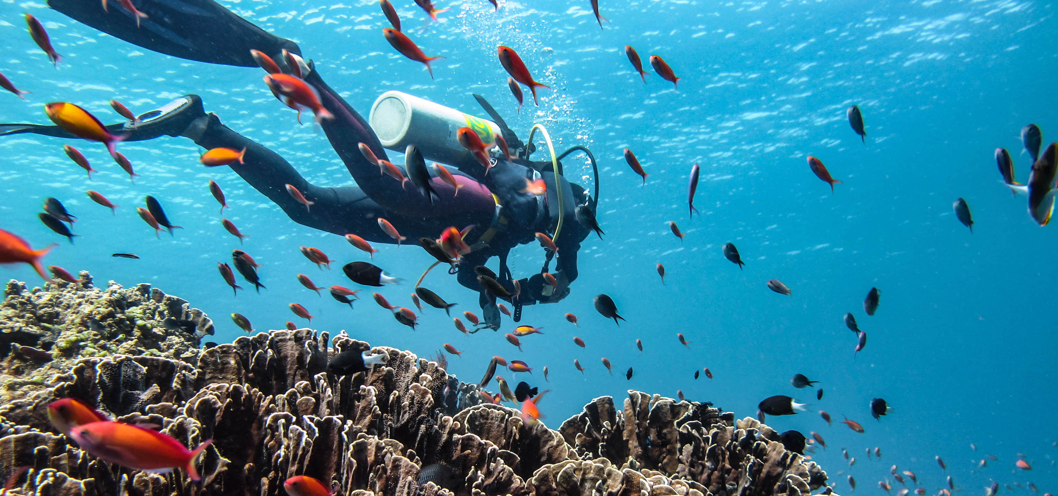 Scuba Diving In Gili Trawangan Discover Top 5 Dive Sites